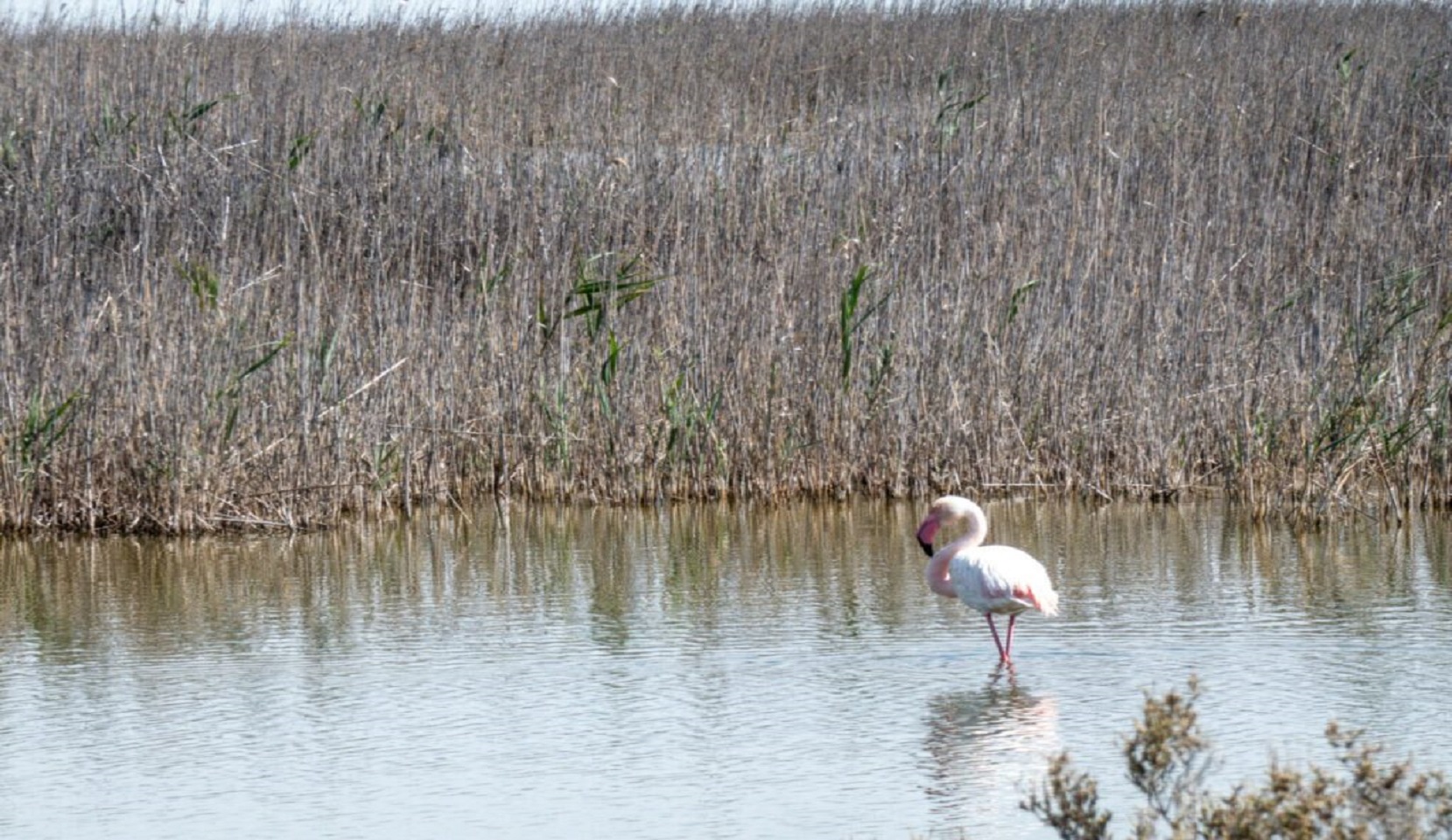 FAI - Saline Conti Vecchi - Conti Vecchi Salt Flats